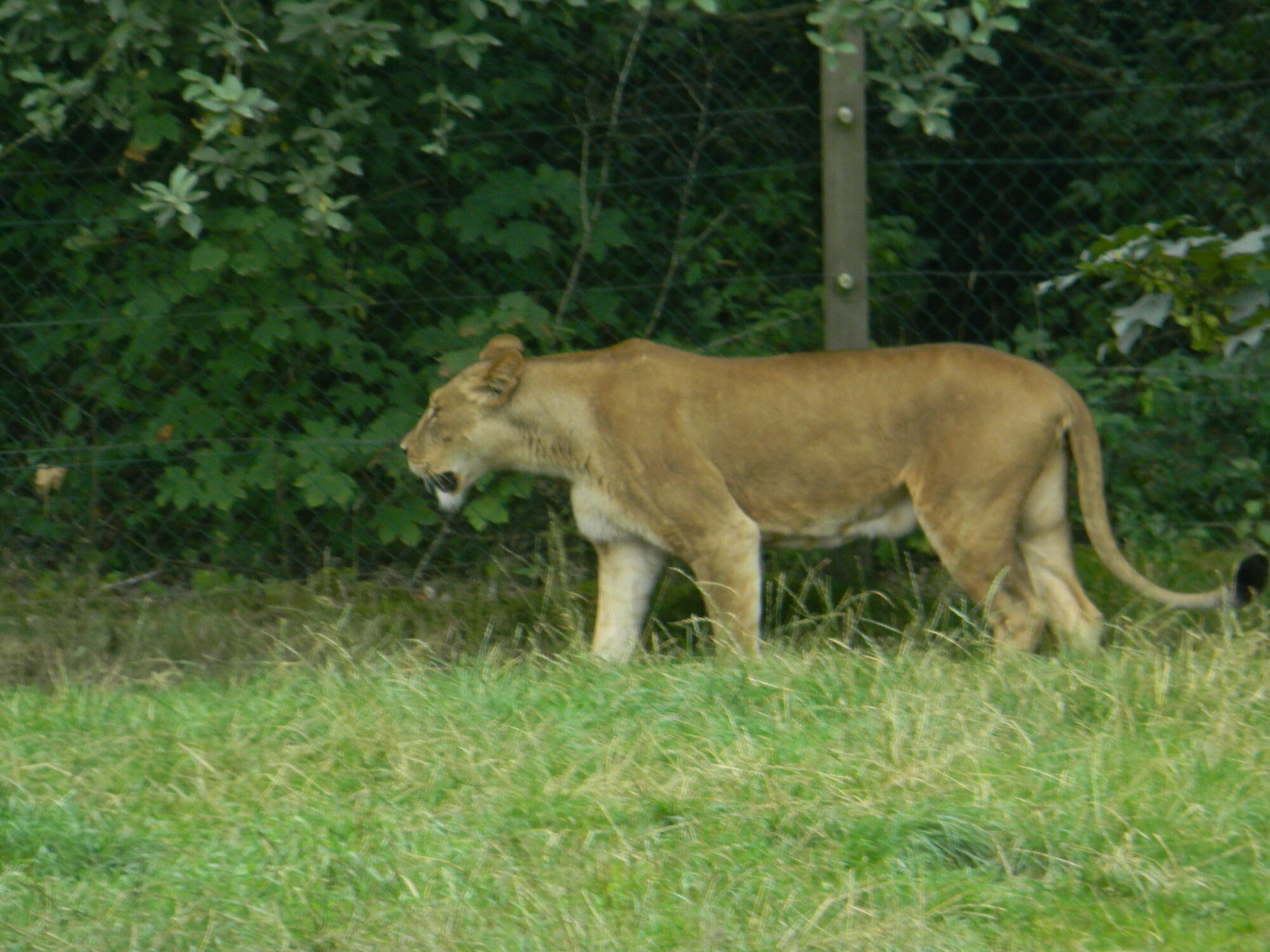 Løvinde i Givskud Zoo