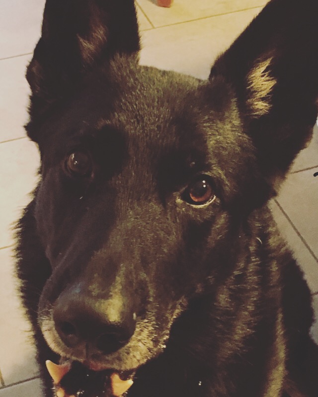 Mokka - Sort schæfer